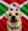 Dutchie