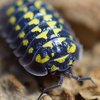 Gravipod