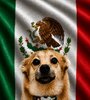 Snaus_MEX