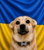 Snaus_UKR