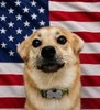 Snaus_USA