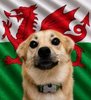Snaus_WAL