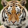 tigerbakerx